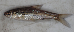 Enteromius bifrenatus
