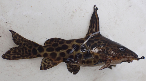 Largespot squeaker (Synodontis macrostigma) — Mochokidae — 4