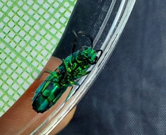 Chrysis cessata