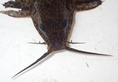 Synodontis macrostigma