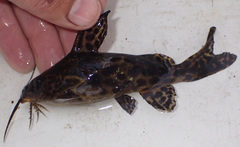 Synodontis macrostigma
