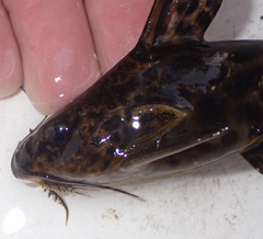 Synodontis macrostigma