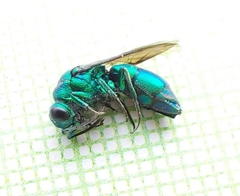 Chrysis cessata