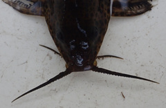 Synodontis macrostigma