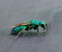 Chrysis cessata