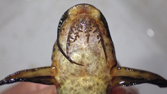 Synodontis macrostigma