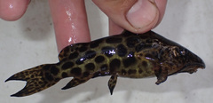 Synodontis macrostigma