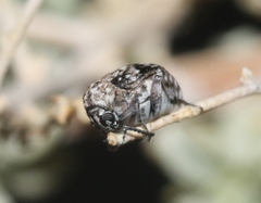 Neltumius arizonensis