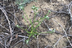 Cryptantha leiocarpa