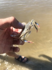 Callinectes similis