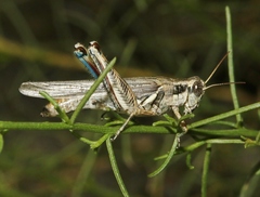 Melanoplus complanatipes