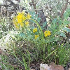 Cymopterus longipes