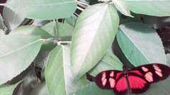 Eueides vibilia