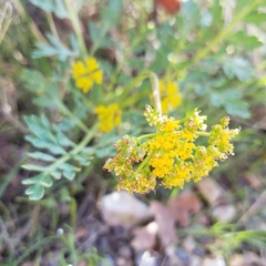 Cymopterus longipes