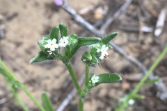 Cryptantha leiocarpa