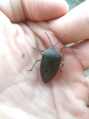 Piezosternum thunbergi