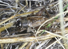 Gryllus multipulsator