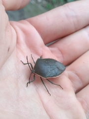 Piezosternum thunbergi