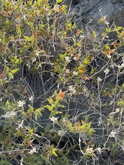 Brickellia atractyloides