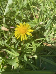 Taraxacum
