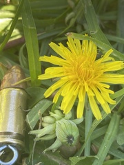 Taraxacum