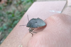 Piezosternum thunbergi