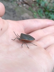 Piezosternum thunbergi