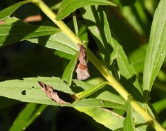 Pelochrista dorsisignatana