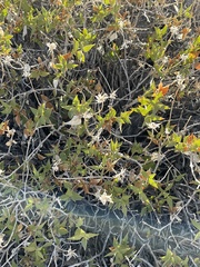 Brickellia atractyloides