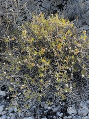 Brickellia atractyloides
