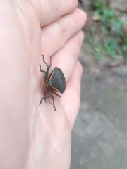 Piezosternum thunbergi