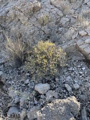 Brickellia atractyloides