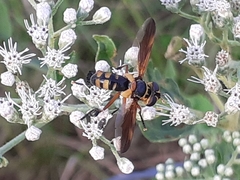 Trichopoda plumipes