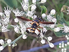 Trichopoda plumipes