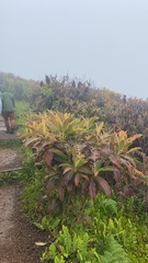 Miconia robinsoniana