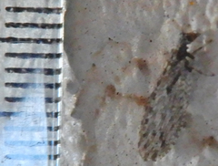 Micromus variolosus