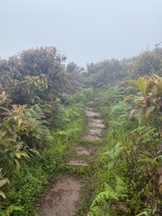 Miconia robinsoniana