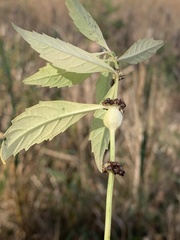 Neolasioptera lycopi