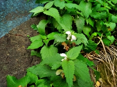 Lamium album