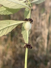 Neolasioptera lycopi