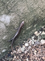 Marisora brachypoda