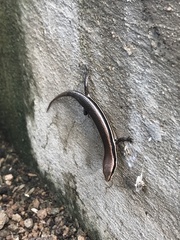 Marisora brachypoda
