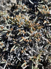 Ephedra frustillata