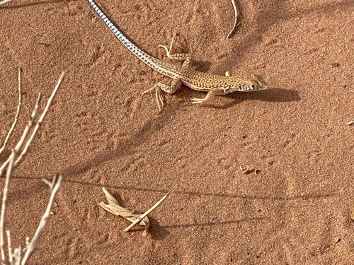 Schmidt's Fringe-toed Lizard