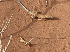 Schmidt's Fringe-Toed Lizard photo 2