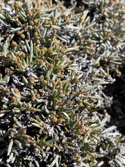 Ephedra frustillata