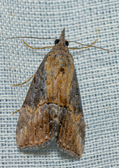 Hypena scabra