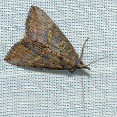 Hypena scabra
