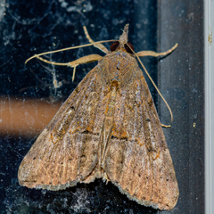 Hypena scabra