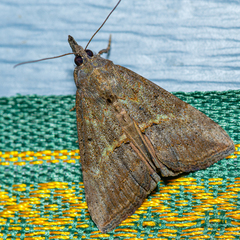 Hypena scabra